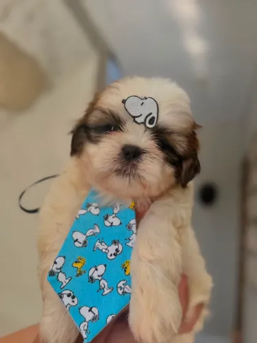 Filhote shihtzu 