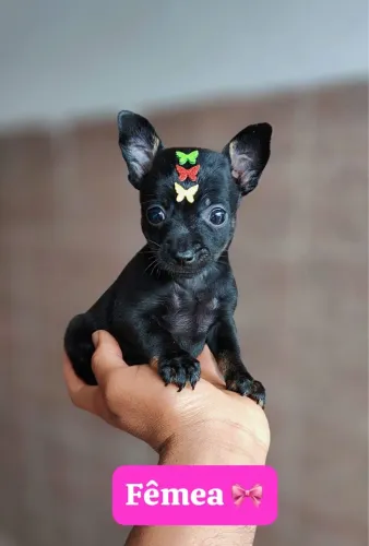 Pinscher vermifugado com 60 dias 