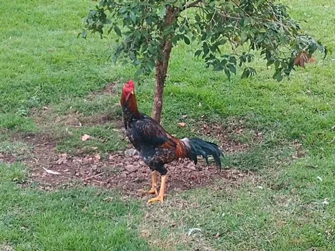 Galo Índio