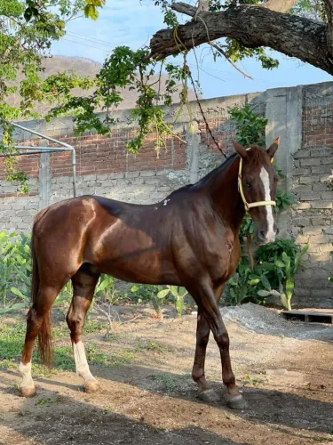 Cavalo Quarto de Milha