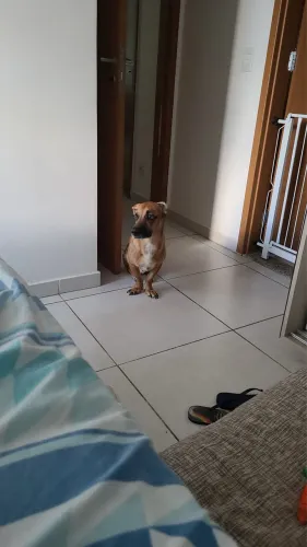 Doação cachorro para casa ou chácara 