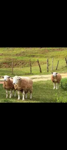 Vendo tres ovelhas 