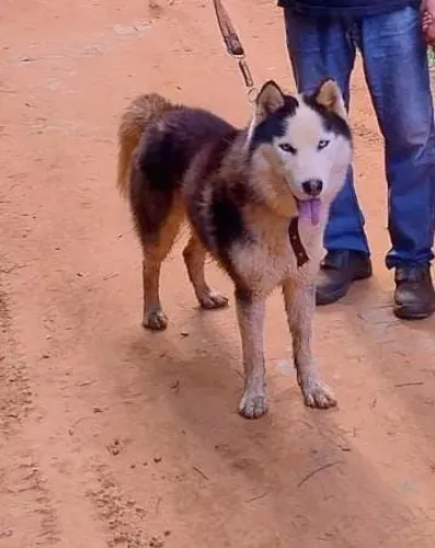 Husky 3 anos