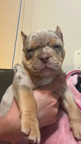 American Bully 