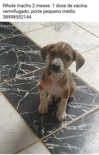 Pet adoção 