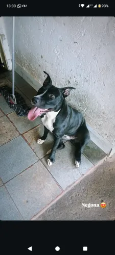 Cachorro Pitbull