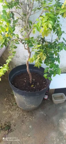 Pe de jabuticaba