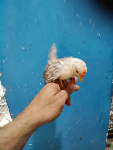 Mini galinha serama