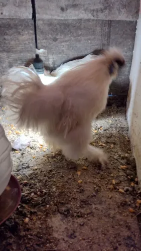 Vendo galos sedoso 