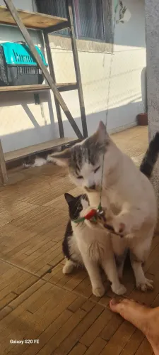 Doação gatos machos