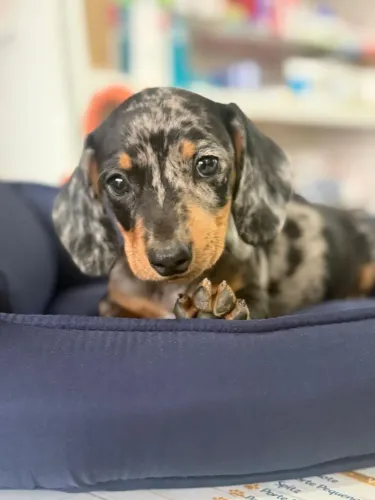 Filhote Basset Alerquim