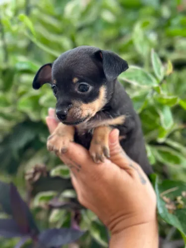 Pinscher