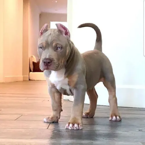 Filhotes De American Bully - Fofura Que Derrete Corações 