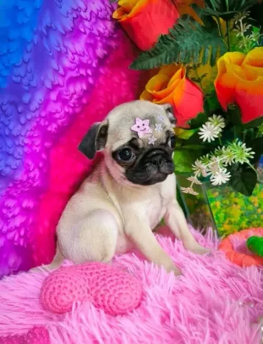 Pug Seu novo melhor amigo está aqui!