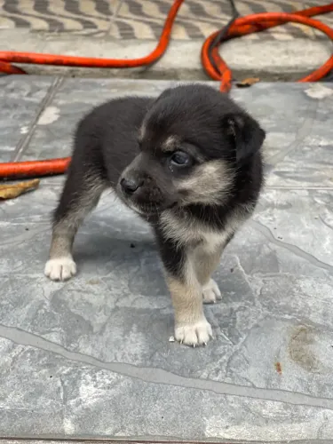 Filhote de husky siberiano