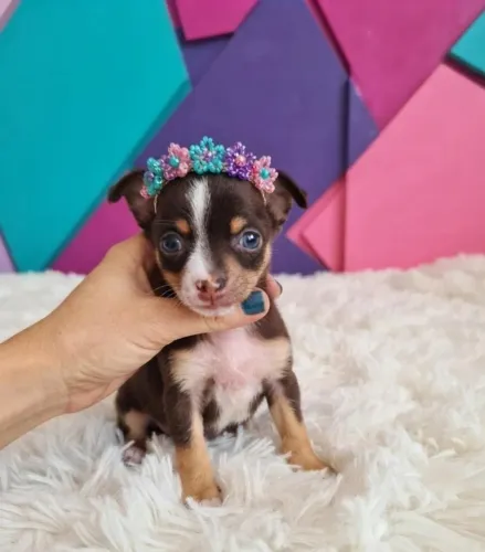 Pinscher fofinha apaixonante