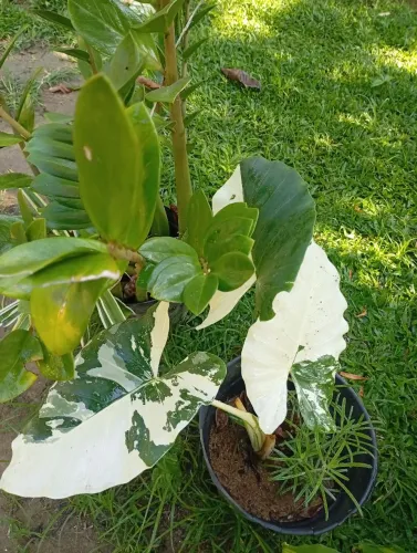 Mudas de plantas