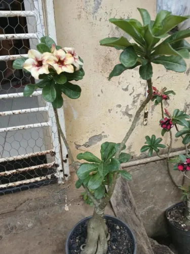 Vendo rosa do deserto R$80,00