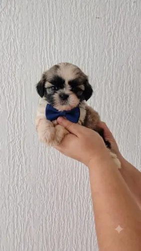 Filhote de Shih Tzu 