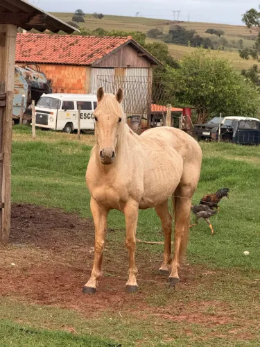 Égua QM