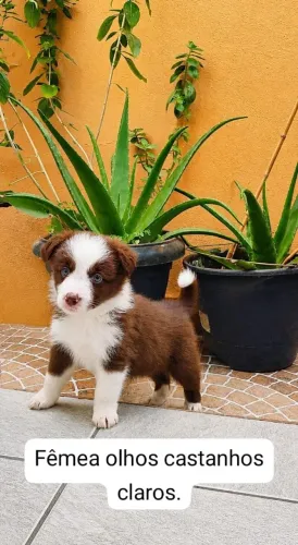 Filhote de border collie merles