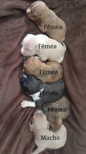 Vendo filhotes de Pitbull puros