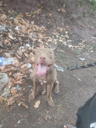 Doação de um petbul red nose , ele tem 12 meses quem tiver interessado chama ai ...