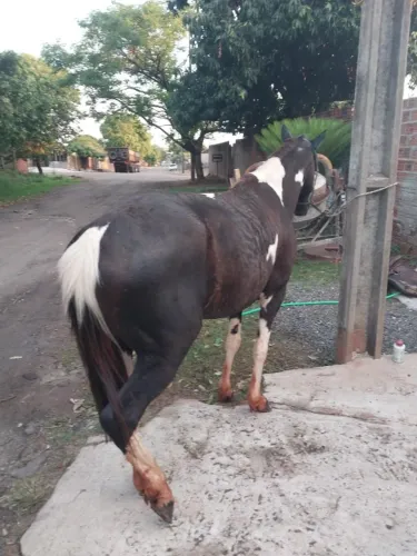 Animal