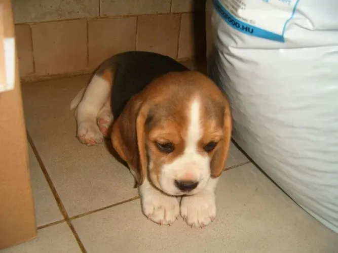 Beagle A felicidade pode começar com um simples ?au au?