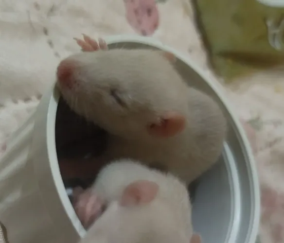 Ratinhos Twister