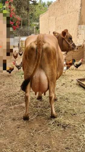 Vacas Jersey mais 30litros dia