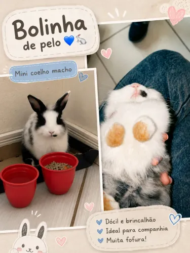 Doação mini coelho (macho)