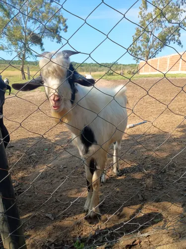 Cabrito
