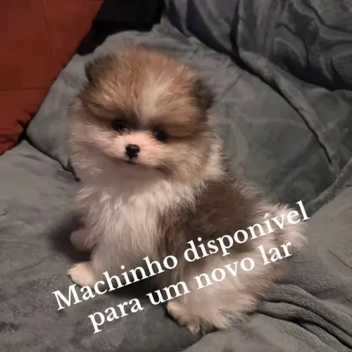 Spitz alemão anão lindo marchinha