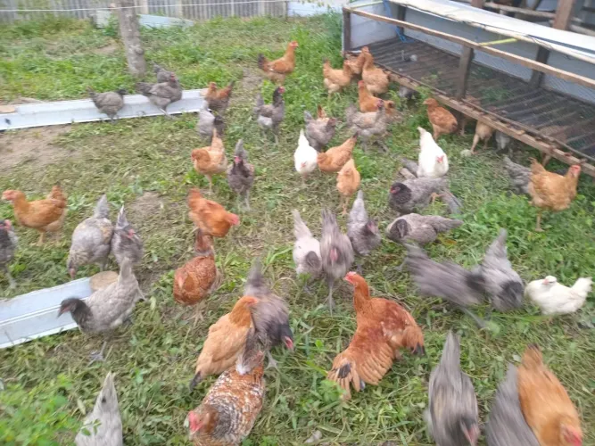 Vende se galinha caipira