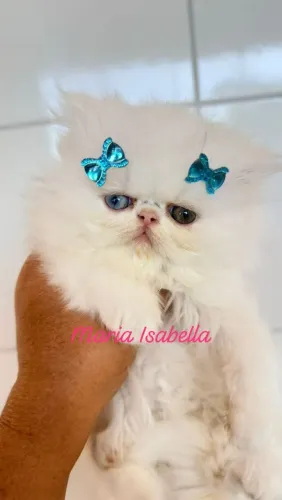 Filhotes de gato persa