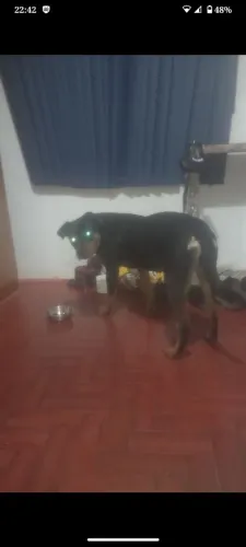 Rottweiler fêmea 6 meses raça pura so me chama se tiver realmente interesse