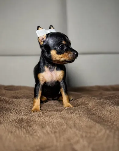 Pinscher vacinado entregamos até você