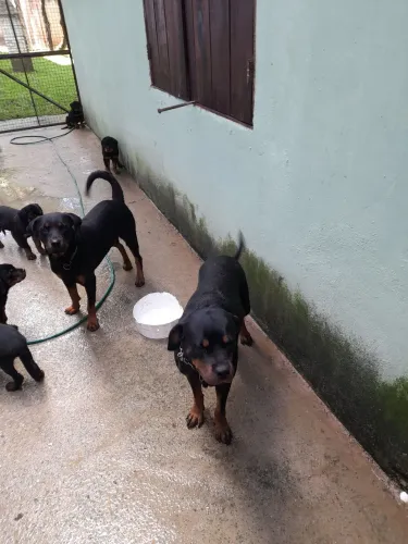 Cachorros