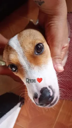 Estou doando essa cachorrinha por motivos de viagem