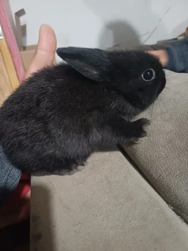 Coelho mini 