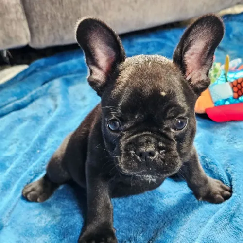 BullDog Francês Um palhaço de quatro patas para alegrar sua rotina.