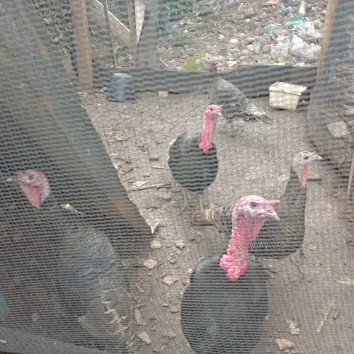 Peru 2 machos e 3 fêmeas
