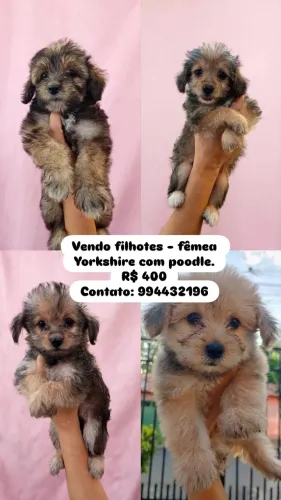Vendo filhotes de yorkshire com poodle