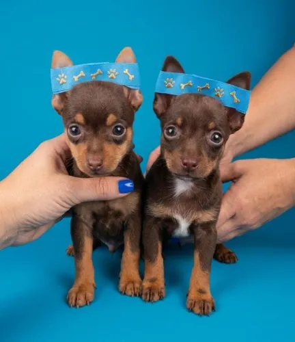 Encanto em Quatro Patas