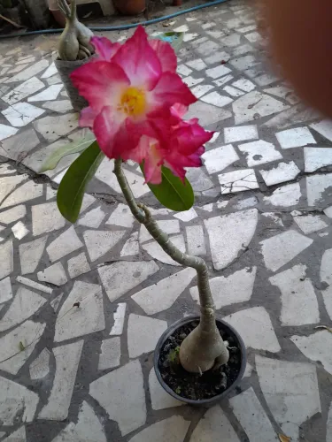 Vende mudas de rosas do deserto