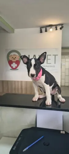 Filhote de BullTerrier inglês fêmea.