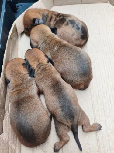 Cachorro