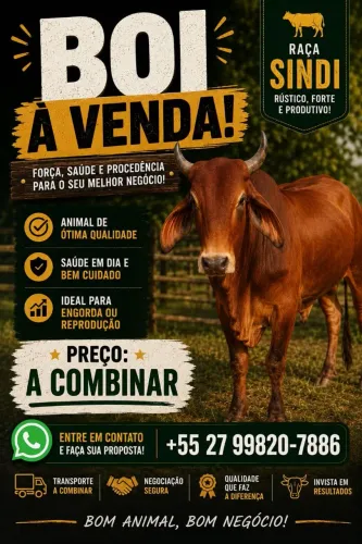 Boi raça sindi