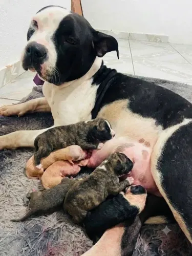 Filhote de American Pitbull terrie